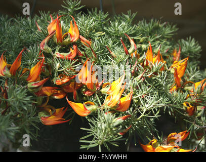 Lotus Barthelotii, Papagei den Schnabel, der Pelikan Schnabel, beständiges ornamentalen Kraut mit roten Schnabel schlank Flugblätter, orange Blüten Stockfoto