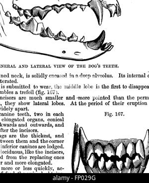 Der vergleichenden Anatomie von domestizierten Tieren (1873) Stockfoto