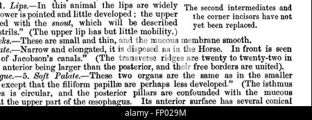 Die „Vergleichende Anatomie der domestizierten Tiere“ (1873) vergleicht die anatomischen Strukturen verschiedener domestizierter Tiere und gibt Aufschluss über die Ähnlichkeiten und Unterschiede zwischen Arten wie Hunden, Katzen, Pferden und Kühen. Stockfoto