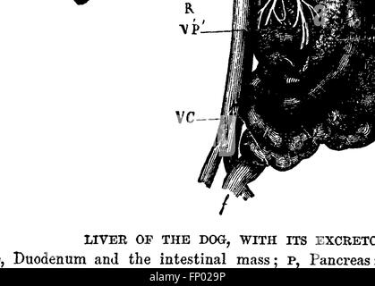 Der vergleichenden Anatomie von domestizierten Tieren (1873) Stockfoto