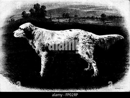 Dieses 1906 erschienene Buch bietet eine umfassende Geschichte der Hunde, die sich auf die Pflege und das Management von Haushunden, einschließlich Rassen, Gesundheit und Ausstellungspraktiken konzentriert. Sie enthält praktische Ratschläge für Besitzer und Züchter. Stockfoto