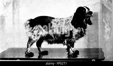 Dieses Buch aus dem Jahr 1906 bietet eine umfassende Geschichte der Hunde, zusammen mit praktischen Ratschlägen zu Pflege, Management und Ausstellung. Es enthält auch Beschreibungen wichtiger Hunderassen, wobei deren Eigenschaften und Pflegebedürfnisse hervorgehoben werden. Stockfoto