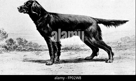 Dieses 1906 erschienene Buch bietet eine umfassende Geschichte der Hunde, einschließlich praktischer Ratschläge zu Pflege, Zucht, Zwingerhaltung und Ausstellung, zusammen mit detaillierten Beschreibungen der wichtigsten Hunderassen. Stockfoto