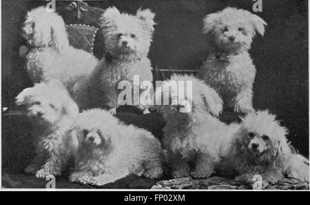 Dieses 1906 erschienene Buch bietet eine umfassende Geschichte von Hunden und bietet praktische Ratschläge zur Hundepflege, zur Hundehaltung und Ausstellungen sowie detaillierte Beschreibungen wichtiger Hunderassen. Stockfoto