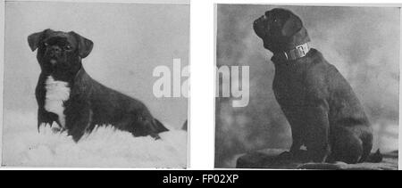 Das Dog Book von 1906 bietet eine umfassende Geschichte von Hunden, mit praktischen Ratschlägen zur Pflege von Haus-, Zwinger- und Ausstellungshunden sowie detaillierten Beschreibungen verschiedener wichtiger Hunderassen. Stockfoto