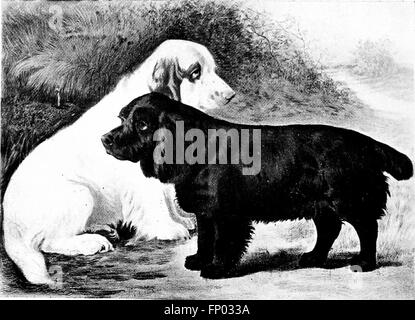 Das Dog Book von 1906 bietet eine umfassende Geschichte der Hunde, einschließlich praktischer Informationen über ihre Pflege, ihr Management und ihre Zucht. Sie deckt auch eine Vielzahl von Hunderassen und ihre einzigartigen Eigenschaften ab. Stockfoto