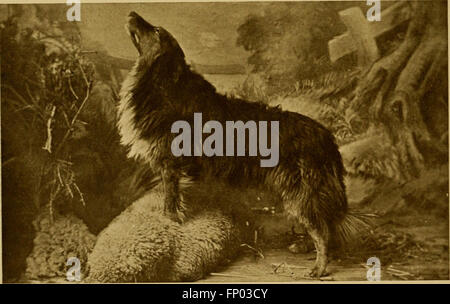 Dieses 1906 erschienene Buch bietet eine umfassende Geschichte des Hundes, zusammen mit praktischen Ratschlägen zu Pflege, Zucht, Zwingerhandlung und Ausstellungspraktiken. Sie enthält Beschreibungen von namhaften Hunderassen und deren Eigenschaften. Stockfoto