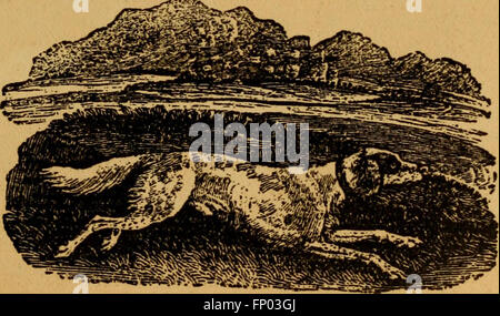 Die 1906 erschienene Ausgabe des Dog Book bietet eine umfassende Geschichte von Hunden und bietet detaillierte Betreuungsratschläge für Haus-, Zwinger- und Ausstellungshunde sowie Beschreibungen wichtiger Rassen, einschließlich ihrer Eigenschaften und Managementtipps. Stockfoto