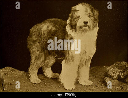 „The Dog Book“ (1906) bietet eine umfassende Geschichte von Hunden, die ihre Evolution, Rassen, Pflege und Management abdeckt. Es bietet praktische Informationen für Hundebesitzer und -Züchter mit Beschreibungen wichtiger Hunderassen. Stockfoto