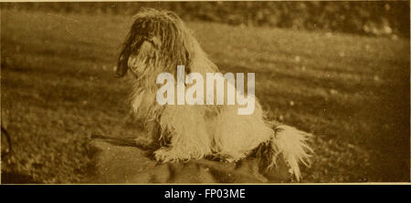 Dieses 1906 erschienene Buch bietet eine umfassende Geschichte der Hunde und beschreibt deren Pflege, Management und Ausbildung. Es bietet auch Einblicke in Ausstellungshunde, Zwingerhandlungen und Beschreibungen wichtiger Hunderassen und ihrer Eigenschaften. Stockfoto