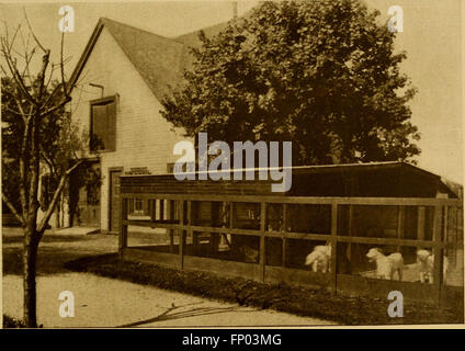 Das 1906 veröffentlichte Buch bietet eine umfassende Geschichte der Haushunde und behandelt Rassenbeschreibungen, Pflege, Zwingerhandelmanagement und Ausstellungshandpraxen. Stockfoto