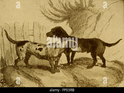 „The Dog Book“ (1906) bietet eine umfassende Geschichte von Hunden mit praktischen Anleitungen zur Pflege, Züchtung und Verwaltung von Haus-, Zwinger- und Ausstellungshunden. Sie enthält Beschreibungen prominenter Hunderassen und ihrer Merkmale. Stockfoto