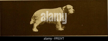 Die 1906 erschienene Ausgabe von „The Dog Book“ bietet eine umfassende Geschichte der Hunderassen mit detaillierten Beschreibungen, Pflege-, Management- und Ausstellungsinformationen für verschiedene Rassen. Stockfoto