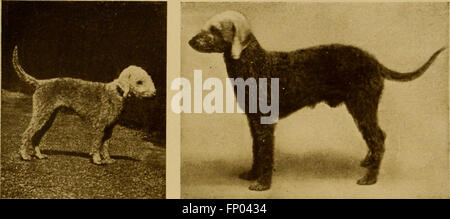 Dieses beliebte Buch aus dem Jahr 1906 bietet eine umfassende Geschichte von Hunden, mit Ratschlägen zur Pflege, Zwingerhandlung, Ausstellungsvorbereitung und Beschreibungen verschiedener Rassen. Stockfoto