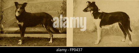 Dieses 1906 erschienene Buch bietet eine umfassende Geschichte der Hunde, zusammen mit praktischen Ratschlägen zur Hundepflege, zur Verwaltung von Haus- und Ausstellungshunden und ausführlichen Beschreibungen wichtiger Hunderassen. Stockfoto