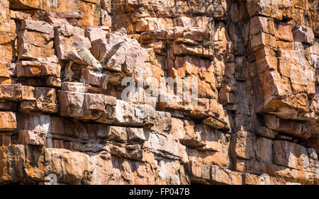 Geier Vogel landet auf seinem Nest auf einer Felswand in Geier Schlucht, Botswana, Afrika Stockfoto