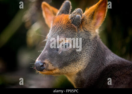 Südliche Pudu Stockfoto