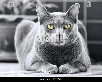 Korat Katze sitzend zeigt ihre Brust Herzsymbol Form. Stockfoto