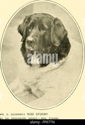 Das neue Buch des Hundes - eine umfassende Naturgeschichte der britische Hunde und ihre ausländischen Angehörigen mit Kapiteln über Recht, Zucht, Zwinger Management und tierärztliche Behandlung (1911) Stockfoto