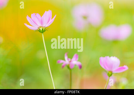 Kosmos Blumenwiese für Hintergrund Stockfoto