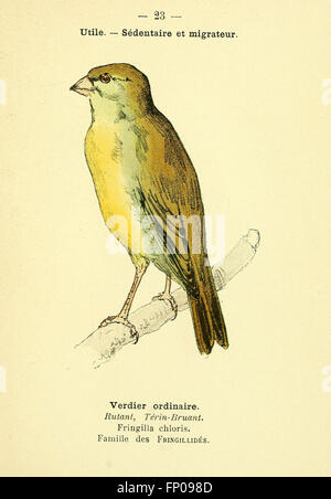 Atlas de Poche des Oiseaux de France Suisse et Belgique, Utiles Ou Nuisibles (pl. 23) Stockfoto