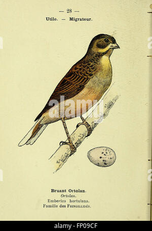 Atlas de Poche des Oiseaux de France Suisse et Belgique, Utiles Ou Nuisibles (pl. 28) Stockfoto