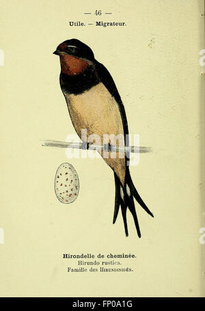 Atlas de Poche des Oiseaux de France Suisse et Belgique, Utiles Ou Nuisibles (pl. 46) Stockfoto