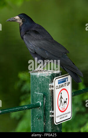 Ein Erwachsener Rook (Corvus Frugilegus) thront auf einem Zaunpfahl mit einem Schild "Aufräumen" im Hampden Park, Eastbourne, East Sussex. Stockfoto