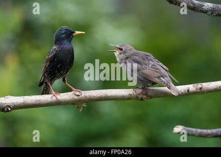 Ein Erwachsener und noch jungen gemeinsamen Starling (Sternus Vulgaris) thront auf einem Ast in einem vorstädtischen Garten, Hastings, East Sussex, UK Stockfoto