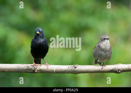 Ein Erwachsener und noch jungen gemeinsamen Starling (Sternus Vulgaris) thront auf einem Ast in einem vorstädtischen Garten, Hastings, East Sussex, UK Stockfoto