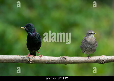 Ein Erwachsener und noch jungen gemeinsamen Starling (Sternus Vulgaris) thront auf einem Ast in einem vorstädtischen Garten, Hastings, East Sussex, UK Stockfoto