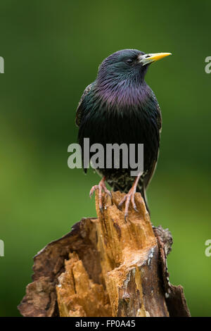 Ein Erwachsener gemeinsame Starling (Sternus Vulgaris) thront auf einem Baumstamm zeigt ausgezeichnete Sommer Färbung gegen ein sauberer Hintergrund Stockfoto