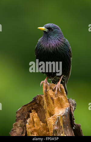 Ein Erwachsener gemeinsame Starling (Sternus Vulgaris) thront auf einem Baumstamm zeigt ausgezeichnete Sommer Färbung gegen ein sauberer Hintergrund Stockfoto