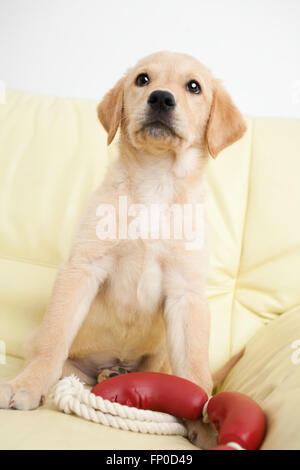Labrador Retriever Welpen Stockfoto