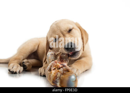 Labrador Retriever Welpen Stockfoto