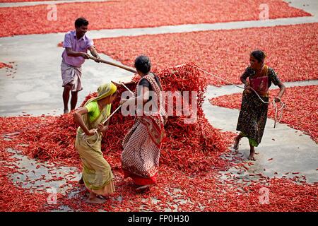 Dhaka, Dhaka, Bangladesh. 3. März 2016. 3. März 2016 Bogra, Bangladesch - Arbeit von Frauen in eine rote Chilischote trocknen Fabrik unter der Sonne in der Nähe von Jamuna River in Bogra. Viele Frauen kommen aus verschiedenen Char (Flussinsel), weil sie viele Option den Grund des Klimawandels funktioniert nicht. Das Leben ist sehr hart am Flussufer Menschen in Bangladesch. In dieser Fabrikarbeit jeden Tag eine Frau verdienen fast USD $1 (BD Taka 75) nach 10 Stunden arbeiten. Großteil der Chili stammt aus der Char-Insel und dies die wichtigste Einnahmequelle in diesem Bereich Menschen. Jedes Jahr Menschen kämpfen mit Flusserosion und Hochwasserschutz in diesem Bereich. Th Stockfoto