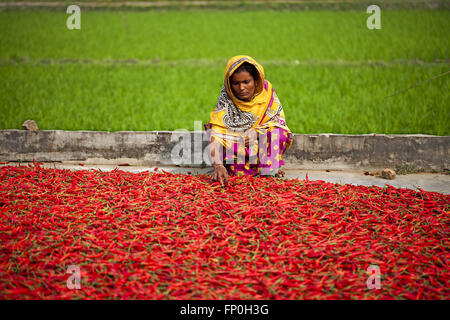 Dhaka, Dhaka, Bangladesh. 3. März 2016. 3. März 2016 Bogra, Bangladesch - eine Frau Arbeit in eine rote Chilischote trocknen Fabrik unter der Sonne in der Nähe von Jamuna River in Bogra. Viele Frauen kommen aus verschiedenen Char (Flussinsel), weil sie viele Option den Grund des Klimawandels funktioniert nicht. Das Leben ist sehr hart am Flussufer Menschen in Bangladesch. In dieser Fabrikarbeit jeden Tag eine Frau verdienen fast USD $1 (BD Taka 75) nach 10 Stunden arbeiten. Großteil der Chili stammt aus der Char-Insel und dies die wichtigste Einnahmequelle in diesem Bereich Menschen. Jedes Jahr Menschen kämpfen mit Flusserosion und Hochwasserschutz in diesem Bereich. Stockfoto