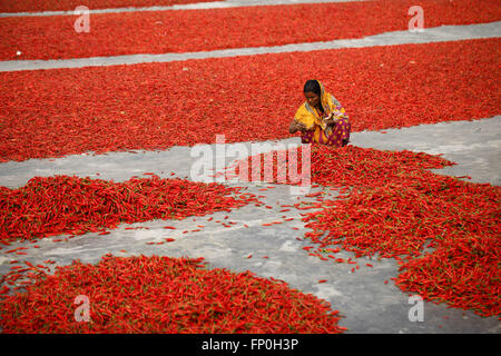 Dhaka, Dhaka, Bangladesh. 3. März 2016. 3. März 2016 Bogra, Bangladesch - eine Frau Arbeit in eine rote Chilischote trocknen Fabrik unter der Sonne in der Nähe von Jamuna River in Bogra. Viele Frauen kommen aus verschiedenen Char (Flussinsel), weil sie viele Option den Grund des Klimawandels funktioniert nicht. Das Leben ist sehr hart am Flussufer Menschen in Bangladesch. In dieser Fabrikarbeit jeden Tag eine Frau verdienen fast USD $1 (BD Taka 75) nach 10 Stunden arbeiten. Großteil der Chili stammt aus der Char-Insel und dies die wichtigste Einnahmequelle in diesem Bereich Menschen. Jedes Jahr Menschen kämpfen mit Flusserosion und Hochwasserschutz in diesem Bereich. Stockfoto