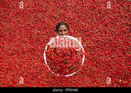 Dhaka, Dhaka, Bangladesh. 3. März 2016. 3. März 2016 stellt Bogra, Bangladesch - eine Frau unter Bild in eine rote Chili Pfeffer trockene Fabrik unter der Sonne in der Nähe von Jamuna River in Bogra. Viele Frauen kommen aus verschiedenen Char (Flussinsel), weil sie viele Option den Grund des Klimawandels funktioniert nicht. Das Leben ist sehr hart am Flussufer Menschen in Bangladesch. In dieser Fabrikarbeit jeden Tag eine Frau verdienen fast USD $1 (BD Taka 75) nach 10 Stunden arbeiten. Großteil der Chili stammt aus der Char-Insel und dies die wichtigste Einnahmequelle in diesem Bereich Menschen. Jedes Jahr Menschen kämpfen mit Flusserosion und Stockfoto