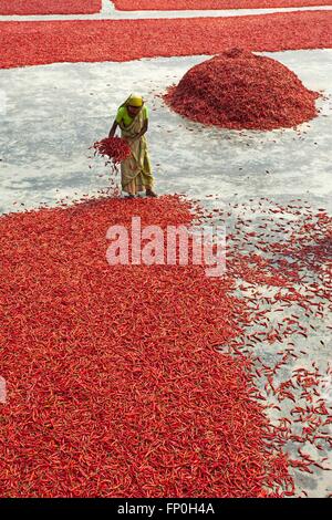 Dhaka, Dhaka, Bangladesh. 3. März 2016. 3. März 2016 Bogra, Bangladesch - eine Frau Arbeit in eine rote Chilischote trocknen Fabrik unter der Sonne in der Nähe von Jamuna River in Bogra. Viele Frauen kommen aus verschiedenen Char (Flussinsel), weil sie viele Option den Grund des Klimawandels funktioniert nicht. Das Leben ist sehr hart am Flussufer Menschen in Bangladesch. In dieser Fabrikarbeit jeden Tag eine Frau verdienen fast USD $1 (BD Taka 75) nach 10 Stunden arbeiten. Großteil der Chili stammt aus der Char-Insel und dies die wichtigste Einnahmequelle in diesem Bereich Menschen. Jedes Jahr Menschen kämpfen mit Flusserosion und Hochwasserschutz in diesem Bereich. Stockfoto