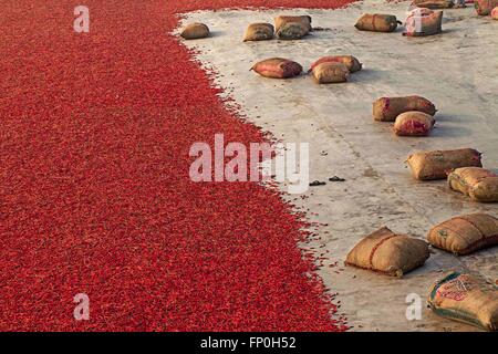 Dhaka, Dhaka, Bangladesh. 3. März 2016. 3. März 2016 Bogra, Bangladesch - eine rote Chilischote trocknen Fabrik in der Nähe von Jamuna River in Bogra. Viele Frauen kommen aus verschiedenen Char (Flussinsel), weil sie viele Option den Grund des Klimawandels funktioniert nicht. Das Leben ist sehr hart am Flussufer Menschen in Bangladesch. In dieser Fabrikarbeit jeden Tag eine Frau verdienen fast USD $1 (BD Taka 75) nach 10 Stunden arbeiten. Großteil der Chili stammt aus der Char-Insel und dies die wichtigste Einnahmequelle in diesem Bereich Menschen. Jedes Jahr Menschen kämpfen mit Flusserosion und Hochwasserschutz in diesem Bereich. Die Zeichen-Inseln des Flusses gemacht Stockfoto