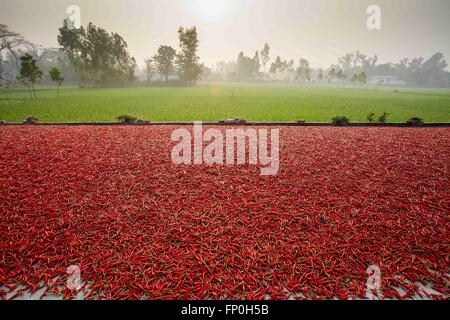 Dhaka, Dhaka, Bangladesh. 3. März 2016. 3. März 2016 Bogra, Bangladesch - eine rote Chilischote trocknen Fabrik unter der Sonne in der Nähe von Jamuna River in Bogra. Viele Frauen kommen aus verschiedenen Char (Flussinsel), weil sie viele Option den Grund des Klimawandels funktioniert nicht. Das Leben ist sehr hart am Flussufer Menschen in Bangladesch. In dieser Fabrikarbeit jeden Tag eine Frau verdienen fast USD $1 (BD Taka 75) nach 10 Stunden arbeiten. Großteil der Chili stammt aus der Char-Insel und dies die wichtigste Einnahmequelle in diesem Bereich Menschen. Jedes Jahr Menschen kämpfen mit Flusserosion und Hochwasserschutz in diesem Bereich. Die Zeichen-Inseln Stockfoto