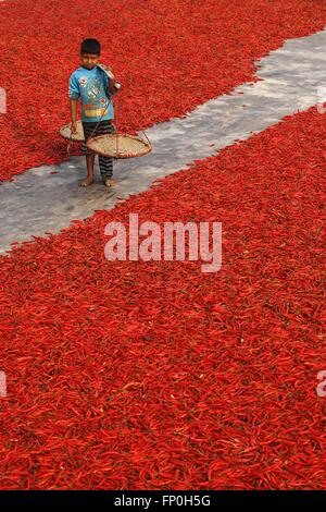 Dhaka, Dhaka, Bangladesh. 3. März 2016. 3. März 2016 Bogra, Bangladesch - ein Junge zu seiner Mutter in eine rote Chilischote helfen trockene Fabrik unter der Sonne in der Nähe von Jamuna River in Bogra. Viele Frauen kommen aus verschiedenen Char (Flussinsel), weil sie viele Option den Grund des Klimawandels funktioniert nicht. Das Leben ist sehr hart am Flussufer Menschen in Bangladesch. In dieser Fabrikarbeit jeden Tag eine Frau verdienen fast USD $1 (BD Taka 75) nach 10 Stunden arbeiten. Großteil der Chili stammt aus der Char-Insel und dies die wichtigste Einnahmequelle in diesem Bereich Menschen. Jedes Jahr kämpfen Menschen mit Flusserosion und flo Stockfoto