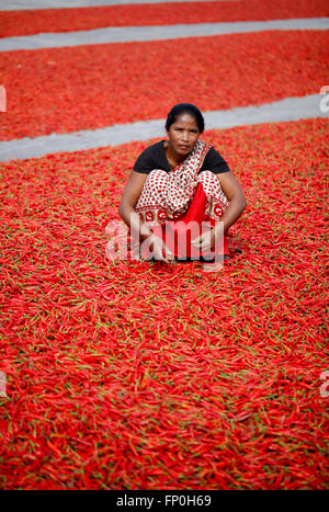 Dhaka, Dhaka, Bangladesh. 3. März 2016. 3. März 2016 Bogra, Bangladesch - eine Frau Arbeit in eine rote Chilischote trocknen Fabrik unter der Sonne in der Nähe von Jamuna River in Bogra. Viele Frauen kommen aus verschiedenen Char (Flussinsel), weil sie viele Option den Grund des Klimawandels funktioniert nicht. Das Leben ist sehr hart am Flussufer Menschen in Bangladesch. In dieser Fabrikarbeit jeden Tag eine Frau verdienen fast USD $1 (BD Taka 75) nach 10 Stunden arbeiten. Großteil der Chili stammt aus der Char-Insel und dies die wichtigste Einnahmequelle in diesem Bereich Menschen. Jedes Jahr Menschen kämpfen mit Flusserosion und Hochwasserschutz in diesem Bereich. Stockfoto