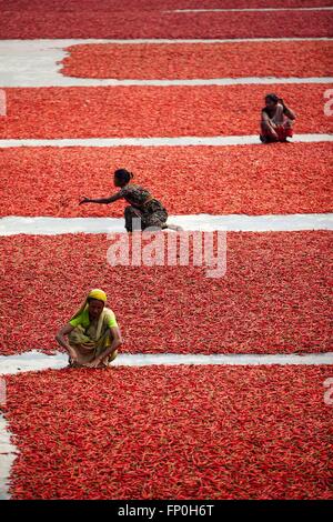 Dhaka, Dhaka, Bangladesh. 3. März 2016. 3. März 2016 Bogra, Bangladesch - Arbeit von Frauen in eine rote Chilischote trocknen Fabrik unter der Sonne in der Nähe von Jamuna River in Bogra. Viele Frauen kommen aus verschiedenen Char (Flussinsel), weil sie viele Option den Grund des Klimawandels funktioniert nicht. Das Leben ist sehr hart am Flussufer Menschen in Bangladesch. In dieser Fabrikarbeit jeden Tag eine Frau verdienen fast USD $1 (BD Taka 75) nach 10 Stunden arbeiten. Großteil der Chili stammt aus der Char-Insel und dies die wichtigste Einnahmequelle in diesem Bereich Menschen. Jedes Jahr Menschen kämpfen mit Flusserosion und Hochwasserschutz in diesem Bereich. Th Stockfoto