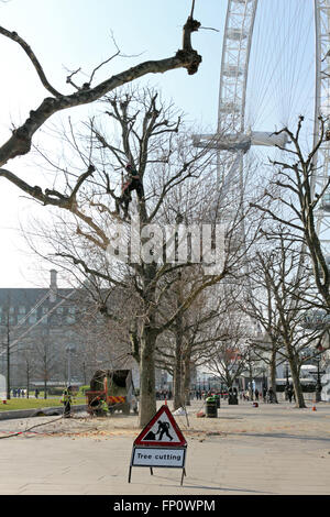 Southbank, London, UK. 17. März 2016. Die Ahornblättrige Platane Bäume auf der Southbank am Jubilee Gardens mit Kletterausrüstung und Kettensägen-Spezialisten von Baumpfleger beschnitten wird. Bildnachweis: Julia Gavin UK/Alamy Live-Nachrichten Stockfoto