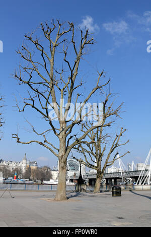 Southbank, London, UK. 17. März 2016. Die Ahornblättrige Platane Bäume auf der Southbank am Jubilee Gardens sauber und ordentlich nach beschnitten wird. Bildnachweis: Julia Gavin UK/Alamy Live-Nachrichten Stockfoto