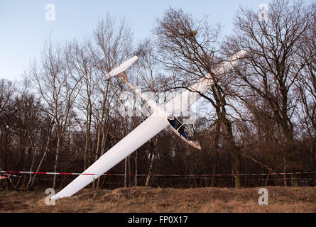 Hamburg, Deutschland. 17. März 2016. Ein Segelflugzeug nach einer gescheiterten Landung auf dem Flugplatz Bobreg in Hamburg, Deutschland, 17. März 2016 in den Bäumen hängen. Die fliegenden Lehrer und Schüler an Bord wurden bei dem Unfall nicht verletzt. Foto: DANIEL BOCKWOLDT/DPA/Alamy Live-Nachrichten Stockfoto