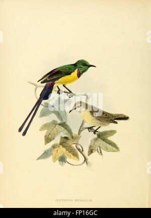 Diese Monografie beschreibt die Familie der Nectariniidae, die für ihre Sonnenvögel bekannt ist. Die Studie deckt ihre physischen Eigenschaften, Verhaltensweisen, Lebensräume und ökologischen Rollen ab und betont ihre Verteilung und Vielfalt über die Regionen hinweg. Sie bietet wissenschaftliche Einblicke in ihre Anatomie, Paarungsrituale und Ernährung und trägt so zum Verständnis der Vogelartenvielfalt bei. Stockfoto