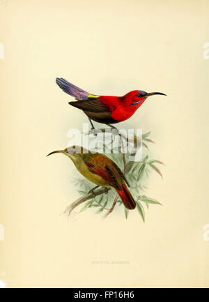 Diese Monografie konzentriert sich auf die Familie der Nectariniidae, die allgemein als Sonnenvögel bekannt ist. Sie beschreibt ihre Eigenschaften, ihr Verhalten und ihre Verteilung und stellt eine wichtige Ressource für Ornithologen dar, die diese farbenfrohen und einzigartigen Vögel untersuchen. Stockfoto